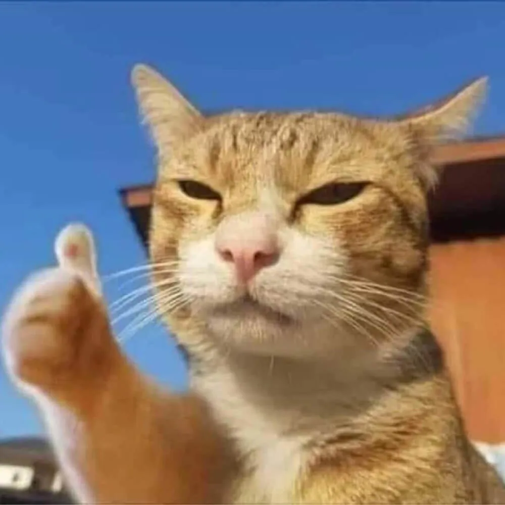 Number1 Cat